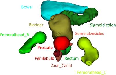 An open-source nnU-net algorithm for automatic segmentation of MRI scans in the male pelvis for adaptive radiotherapy